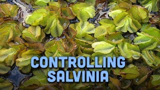 Controlling Salvinia [upl. by Sherill]