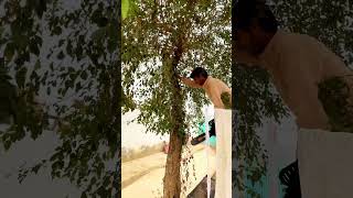 Tree cutting  cutter  Short viral  mini vlog  tree cutter cutting funny viralshort mini [upl. by Libys796]