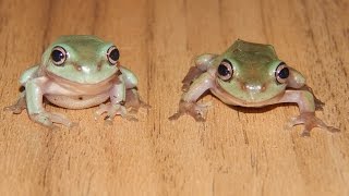 Parasites and diseases in whites tree frogs litoria caerulea [upl. by Nwahsyt]