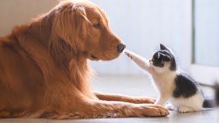 Cute Dogs And Cats That Will Make You Go Aww 🥰 CATS AND DOGS Friendship [upl. by Nagaem315]