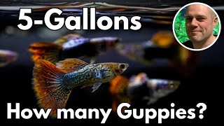 How Many Guppies Can You Keep in a 5 Gallon Aquarium [upl. by Dailey255]