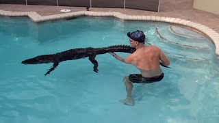 Alligator Rescued From Backyard Pool [upl. by Ireland740]