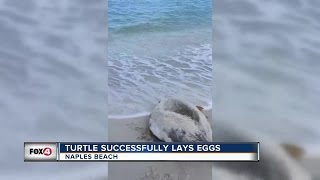 Sea Turtle Successfully Lays Eggs [upl. by Ymmas488]