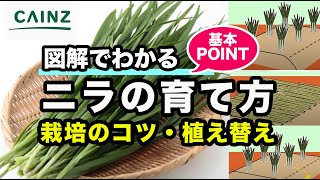 ニラの育て方｜韮の栽培方法｜失敗しない植え替え【カインズ野菜図鑑】 [upl. by Mahda]