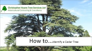 How to identify a Cedar Tree [upl. by Adnahcir]