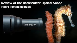 Backscatter Snoot System Review  Underwater Photography [upl. by Adnamaa]