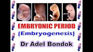 Embryonic Period Embryogenesis Dr Adel Bondok [upl. by Roxie]