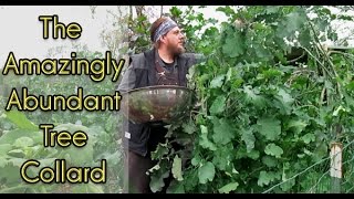 The Amazingly Abundant Tree Collard Plus My Favorite Sautéed Greens Recipe [upl. by Ahselak]