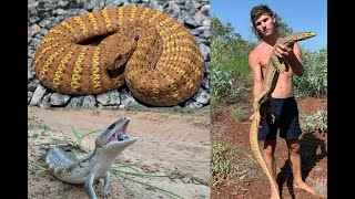 Finding Giant Goannas Death Adders amp Blue Tongue Lizards in Western Australia [upl. by Kameko700]