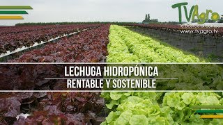 Lechuga Hidropónica Rentable y Sostenible  TvAgro por Juan Gonzalo Angel [upl. by Ahsenauq]