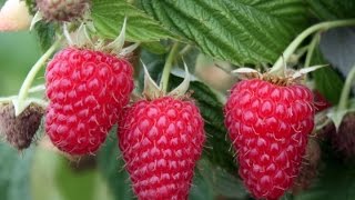 How to Grow Raspberries  Complete Growing Guide [upl. by Genevra]