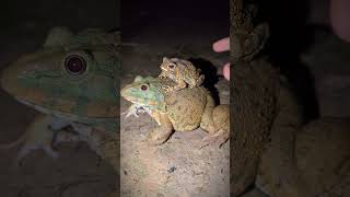 Laughter of frogs at night  Two frog friends jump funny  Wep Wep funny frog videos [upl. by Deirdra]