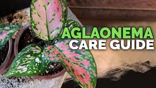 Aglaonema Chinese Evergreen Care A NoobProof Houseplant [upl. by Akeenahs624]