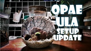 Opae Ula Setup Update [upl. by Bick66]