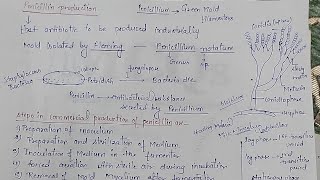 penicillin production penicilliumbiology botanybiotechnologylifescience microbiology [upl. by Tena]