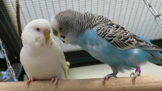 Parakeets Aviary May 2016  Parkieten Voliere Mei 2016 [upl. by Itida76]