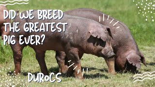 How To Breed Pigs Successfully In A Short Time As A Beginner [upl. by Penhall302]