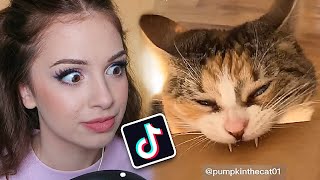 FUNNY CAT TIK TOK VIDEOS [upl. by Allerie392]