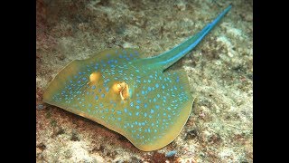 Facts The Bluespotted Ribbontail Ray Bluespotted Stingray [upl. by Echo]