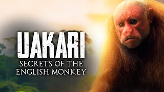 Uakari Secrets of the English Monkey  Official Trailer  BayView Documentaries [upl. by Bonner]