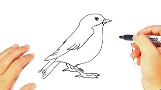 How to draw a Bird  Bird Easy Draw Tutorial [upl. by Acemat]