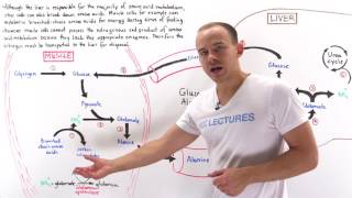 Glucosealanine cycle [upl. by Jacquenetta826]