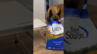 Dog Snack Using Nutri Source Dog Food dog belgianmalinois dogfood [upl. by Ariaek]