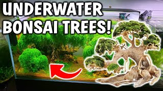 How To Make a Bonsai Trees for Aquascape  Aquarium [upl. by Oirramaj926]