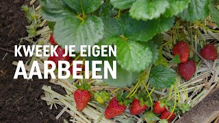 Aardbeien zaaien kweken en oogsten  DIY video  Pokon Groen doet je goed [upl. by Raeann]