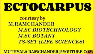 Ectocarpus life cycle for english medium [upl. by Daisi393]