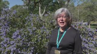 Propagating California Native Plants 5 Ceanothus [upl. by Behnken543]