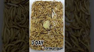 WORMS VS KENTANG timelapse worms cacing wormszone fyp viralshorts satisfying [upl. by Gustaf]