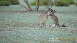 WESTERN GREY KANGAROO  Macropus fuliginosus [upl. by Aissat709]