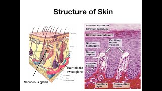 Structure of skin [upl. by Bidle]