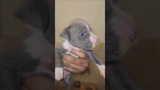 American bully puppy petlover [upl. by Ceporah]