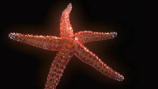 Echinoderm Animation  Sea Star Body Plan [upl. by Wolfie]