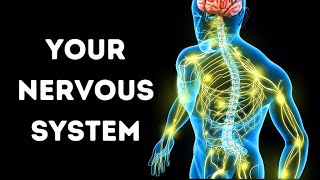 A Journey Through Your Nervous System [upl. by Aciruam]