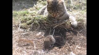 閲覧注意 捕獲したネズミで遊び倒す野良猫 Cat catches a mouse [upl. by Sada]