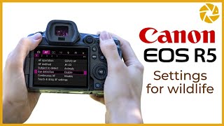 Canon R5 Settings For Wildlife Photography [upl. by Artemis]