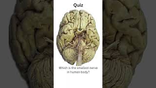 which is the smallest nerve in humanbody anatomyshortsfeedbiocranialnervenervecell [upl. by Ahsienor]