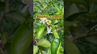 Abono casero y orgánico para tener más flores y frutos en tus árboles frutales [upl. by Ttennej]