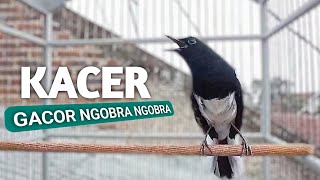 BURUNG KACER  GACOR NGOBRA NGOBRA [upl. by Rolyat43]