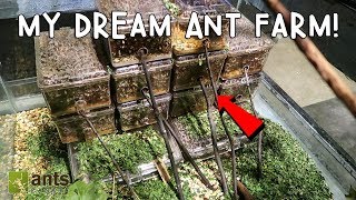 My Dream Ant Farm Leafcutter Ants [upl. by Happ642]