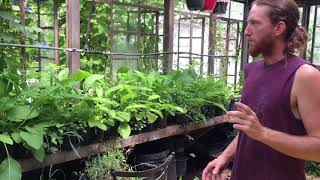 DIY Greenhouse Drip Mist Irrigation System [upl. by Lekzehcey]