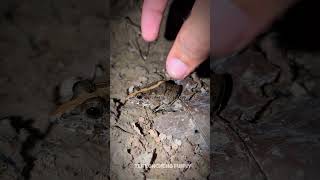 Hilarious Frog Hunt  You Wont Believe This  Catching Frogs funny shorts [upl. by Scherman]