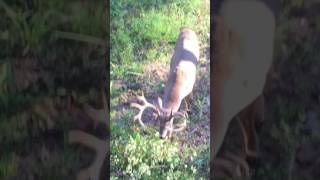 Merryville Outfitters  Louisiana Deer Hunting  Video 01 [upl. by Accebar]