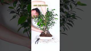 15 Ficus trees turned into a natural Bonsai [upl. by Geraldina485]