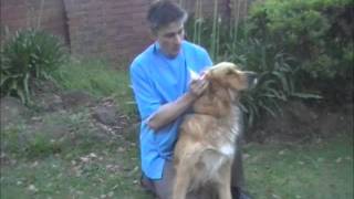 How to apply ear medication to your dog [upl. by Norga]