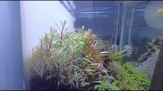 Nano Aquascape 40 Cm  Hanya Hobby [upl. by Koenig]