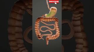 How Digestion Occurs  3D Animation  Human Digestive System human fyp shorts [upl. by Lhamaj]